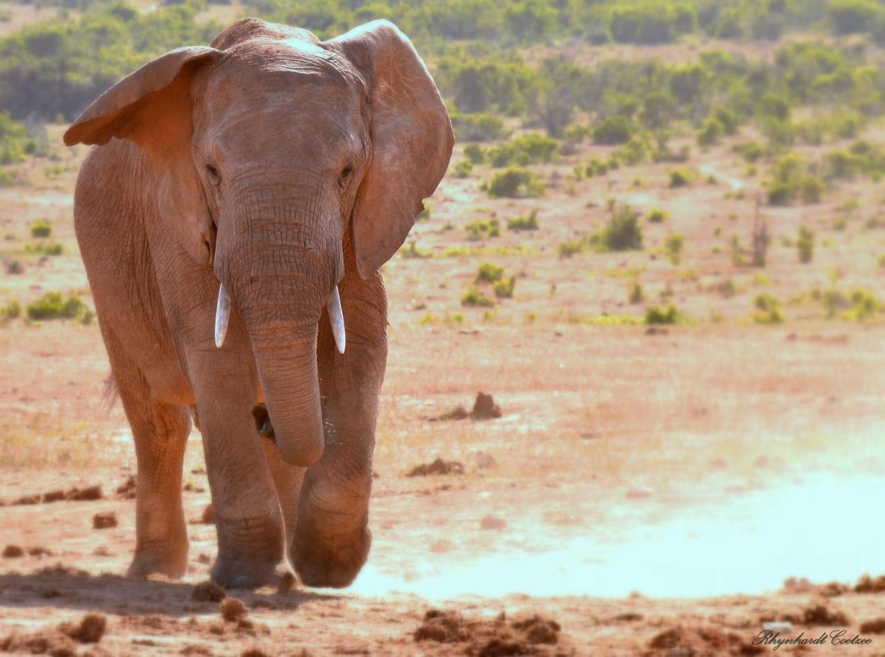 Addo Elephant Safari Lodge - Bellevue Forest Reserve Paterson Экстерьер фото