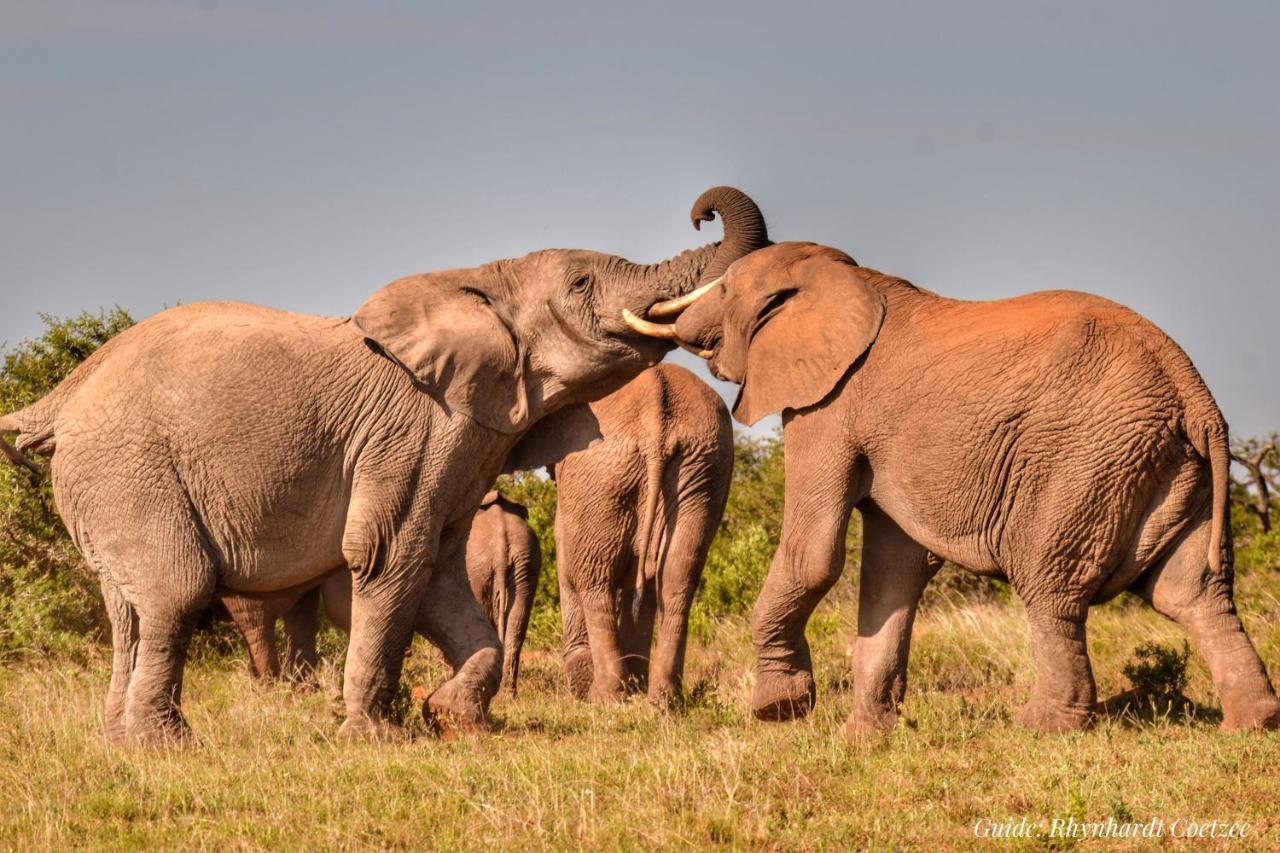 Addo Elephant Safari Lodge - Bellevue Forest Reserve Paterson Экстерьер фото