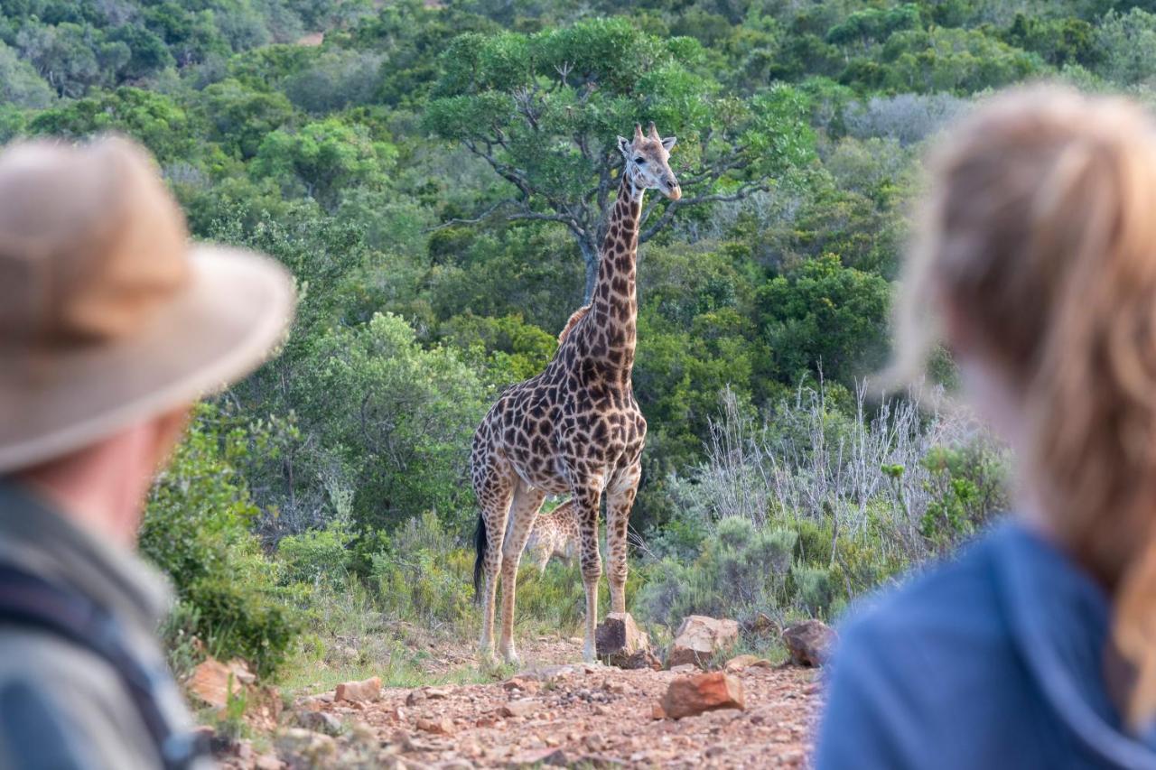 Addo Elephant Safari Lodge - Bellevue Forest Reserve Paterson Экстерьер фото