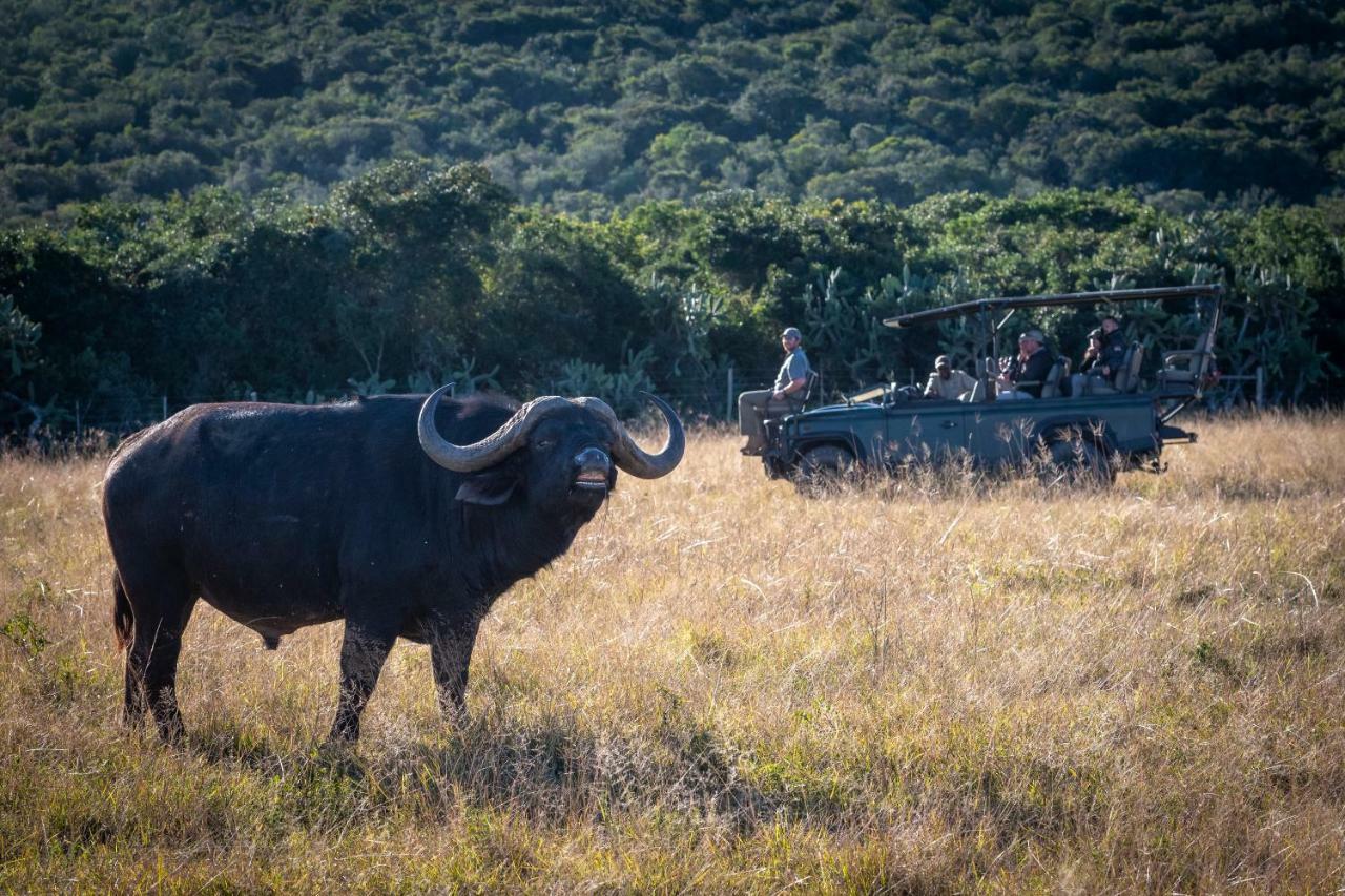 Addo Elephant Safari Lodge - Bellevue Forest Reserve Paterson Экстерьер фото