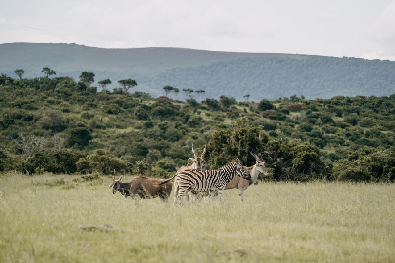 Addo Elephant Safari Lodge - Bellevue Forest Reserve Paterson Экстерьер фото