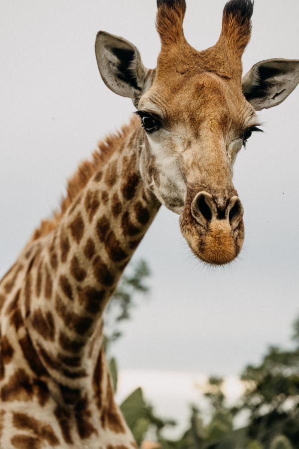 Addo Elephant Safari Lodge - Bellevue Forest Reserve Paterson Экстерьер фото